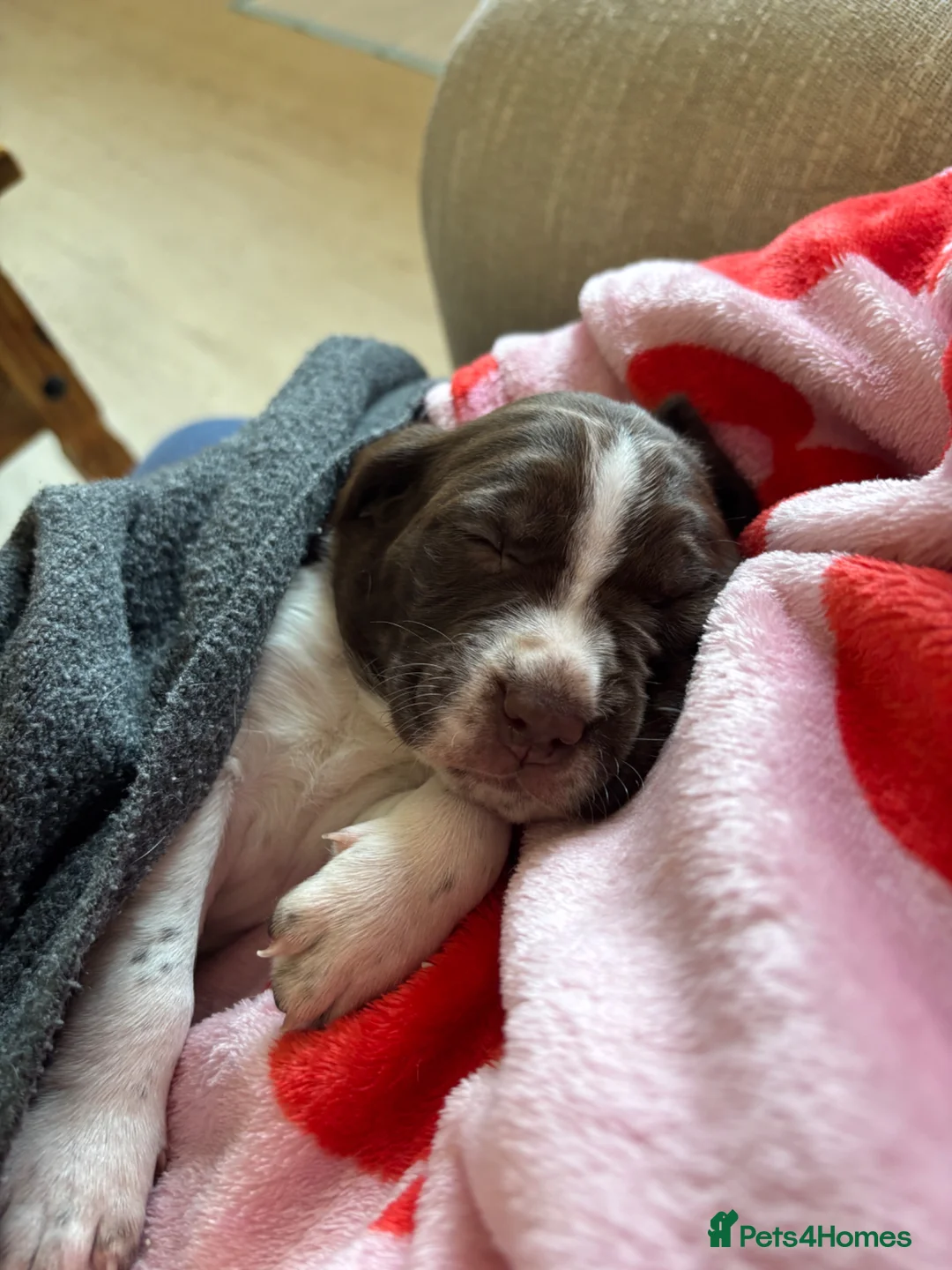 Sprocker dogs for sale: Springer girl  - Advert 1
