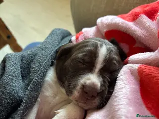 Sprocker dogs Springer girl - Advert 12