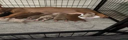 American Bully dogs for sale: Lucci vs Gr CH McLovin pups  - Advert 22