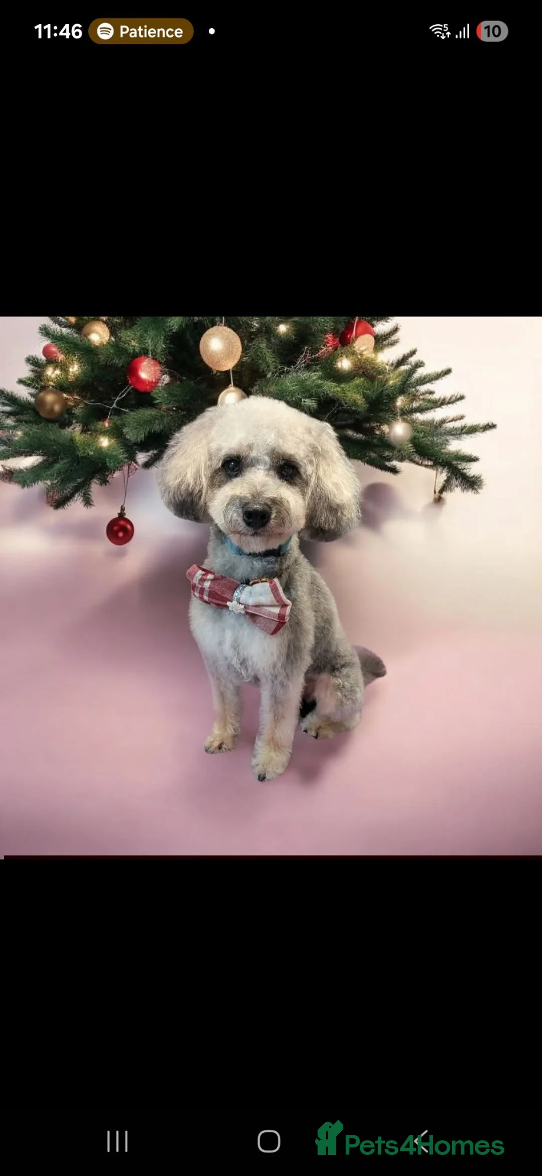 Jackapoo dogs for sale: Joey the Jackapoo in Royston - Advert 2