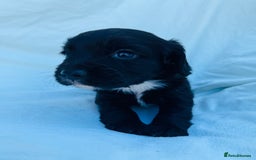 Cocker Spaniel dogs for sale: Beautiful cocker spaniels puppies for sale - Image 18