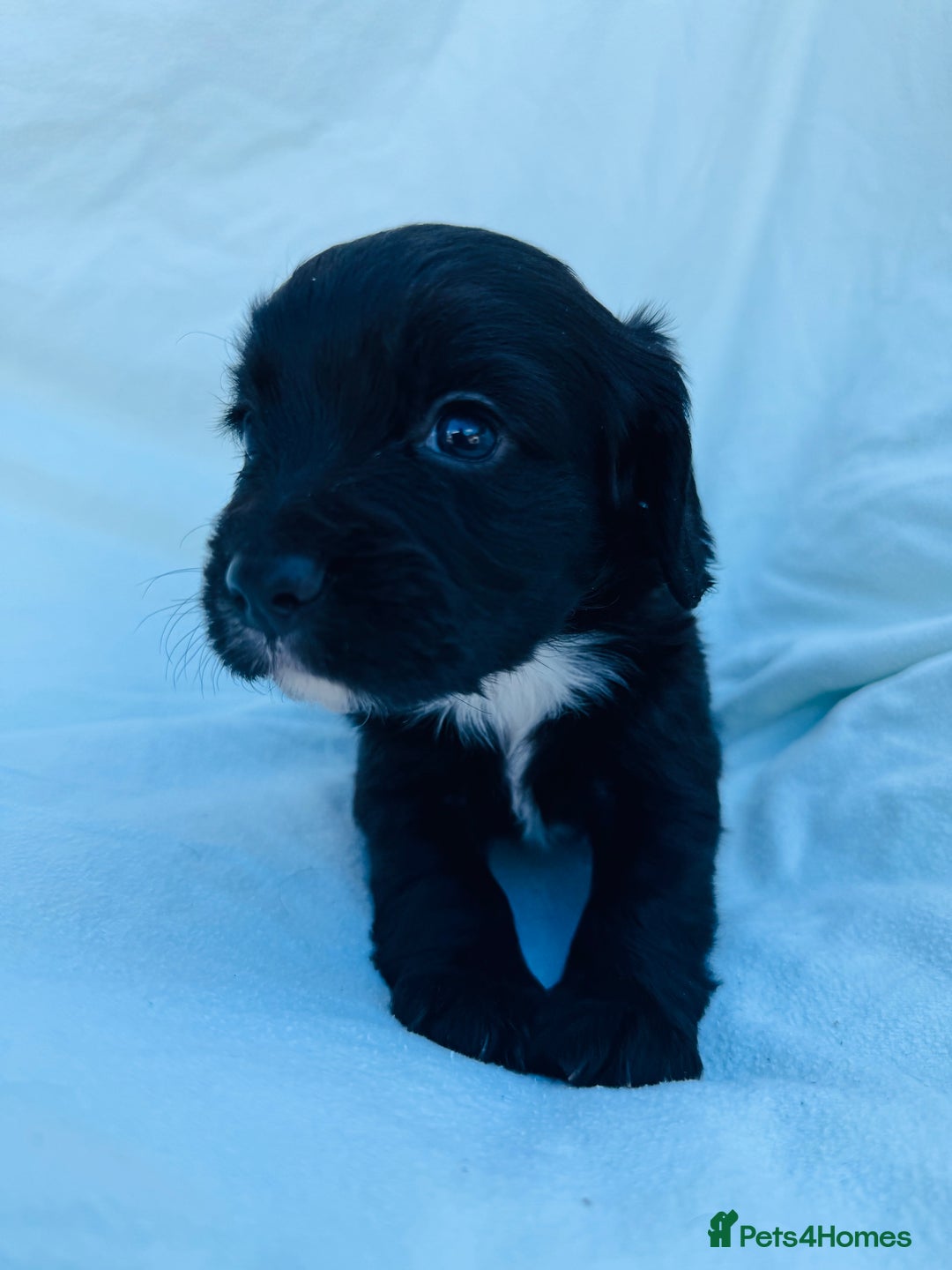 Cocker Spaniel dogs for sale: Beautiful cocker spaniels puppies for sale - Image 18