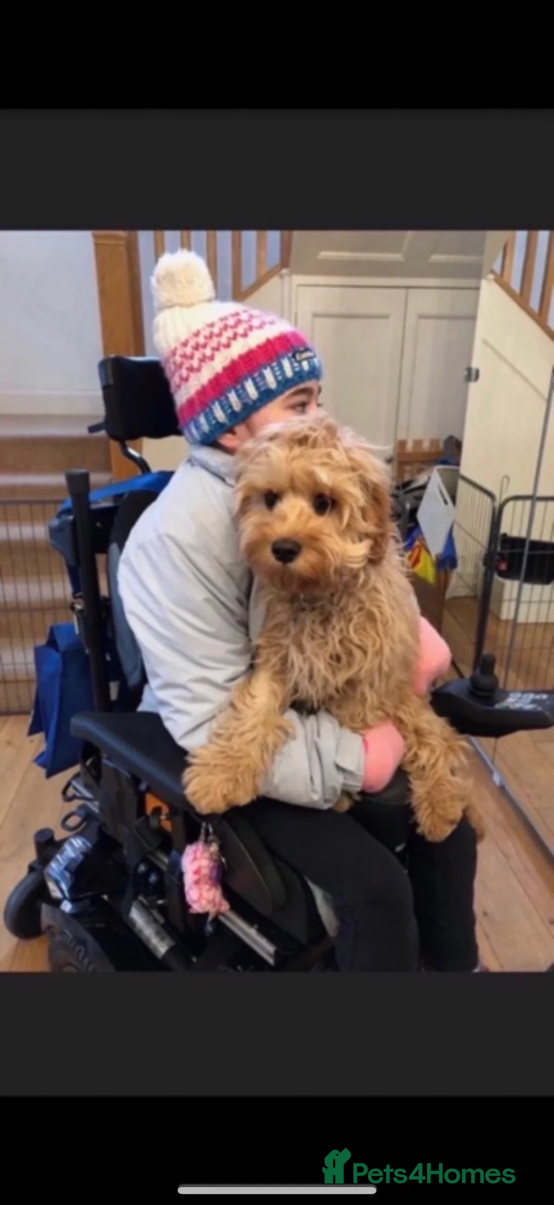 Cavapoo dogs for sale: Beautiful F1 Red Cavapoos- Health Tested - Advert 13