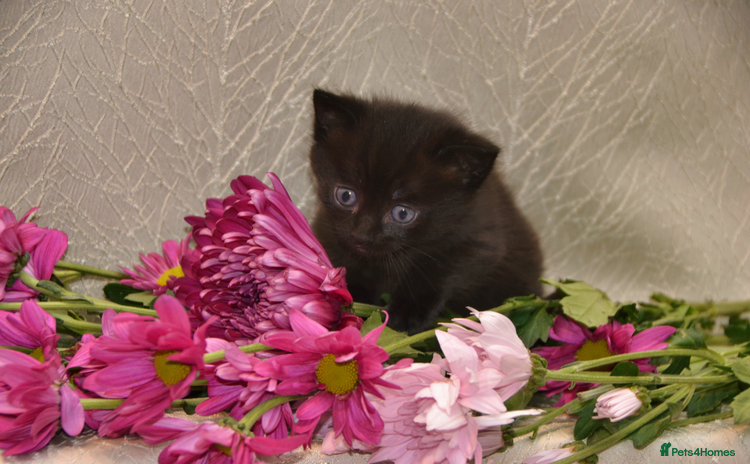 Mixed Breed cats - Advert 3