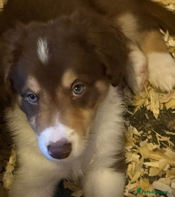 Border Collie dogs Red, White & Gold Border Collie Boy Pup - Advert 1