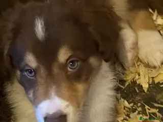 Border Collie dogs Red, White & Gold Border Collie Boy Pup - Advert 1