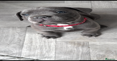 Staffordshire Bull Terrier dogs - Advert 6