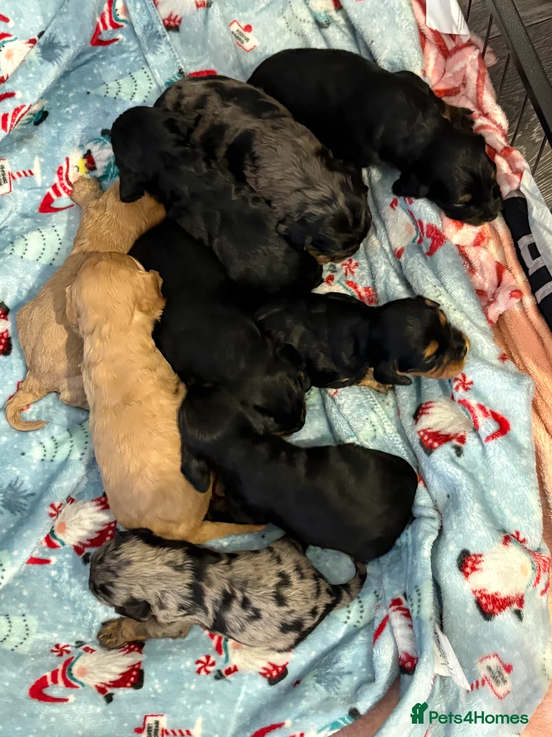 Mixed Breed dogs for sale: Cavapoo Puppies  - Advert 20