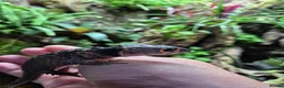 Skink reptiles for sale: Red eyed crocodile skink - Advert 2