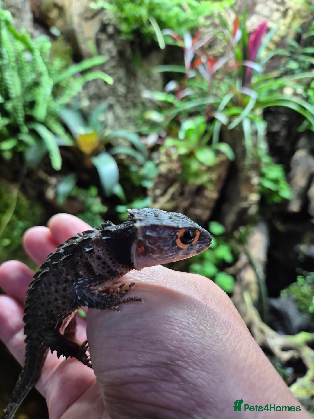 Skink reptiles for sale: Red eyed crocodile skink - Advert 2