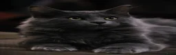 Kurilian Bobtail cats for sale: Stunning FIFe Registered Kurilian Bobtail kittens - Advert 12