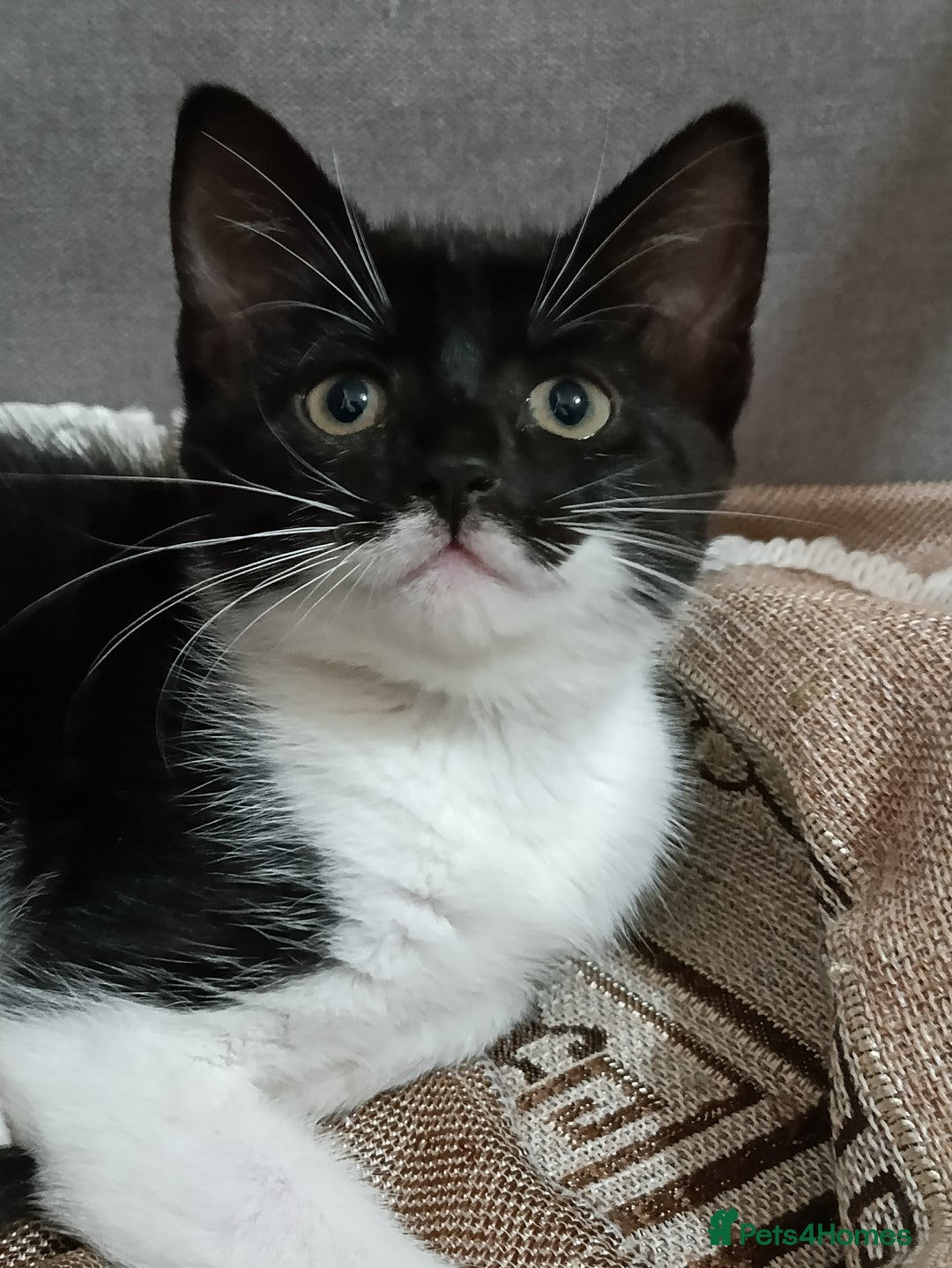Mixed Breed cats for sale: Adorable kittens  - Image 3