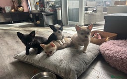 Chihuahua dogs for sale: READY NOW chihuahua x Pom puppies  - Image 1