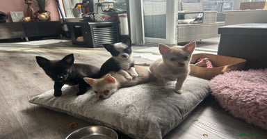Chihuahua dogs - Advert 5