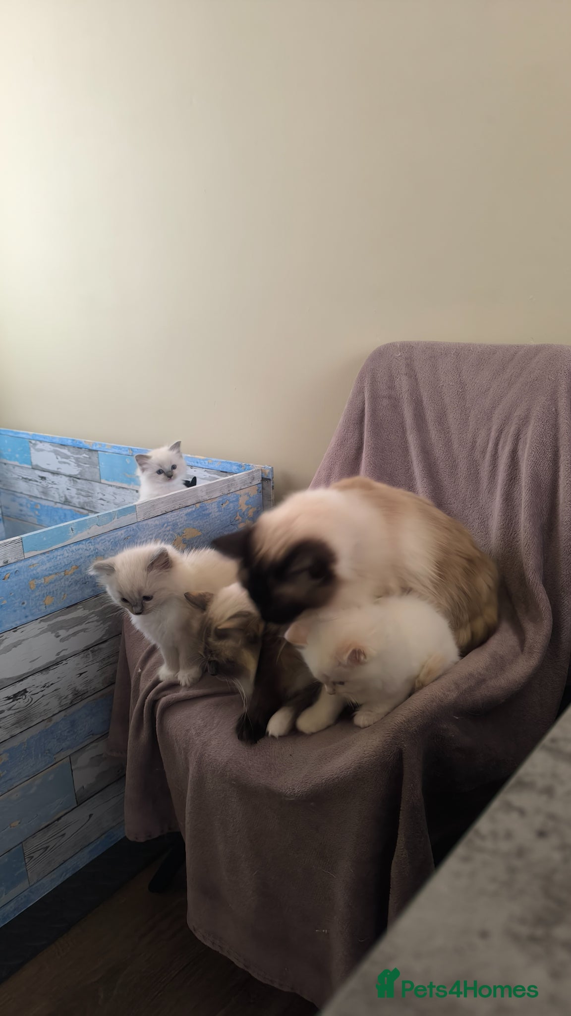 Ragdoll cats for sale: Beautiful ragdolls are looking for a forever home  - Advert 13