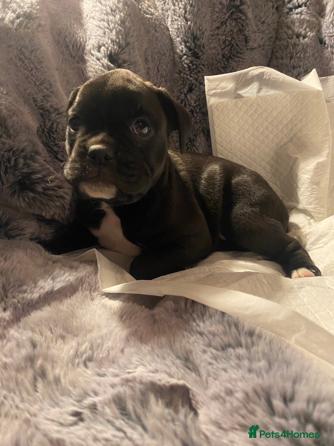 Mixed Breed dogs for sale: 🤩 mum kc boxer dad mini boxer 5 pups rare 🤩 - Advert 12