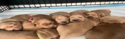 Golden Retriever dogs for sale: 3 beautiful golden retrievers for sale  - Advert 8