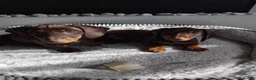 Dachshund dogs for sale: Puppies  - Advert 6
