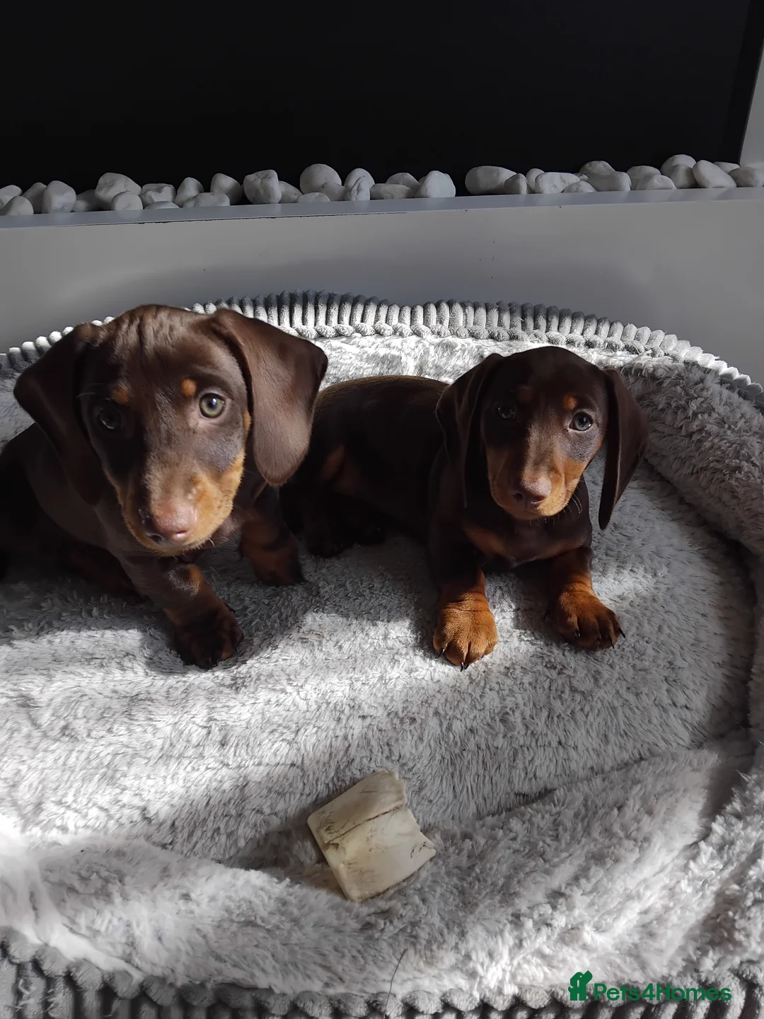 Dachshund dogs for sale: Puppies  - Advert 6