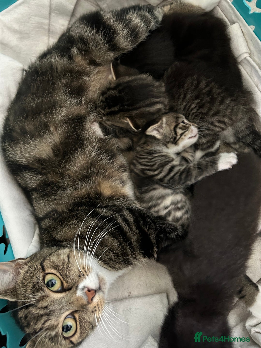 Mixed Breed cats for sale: Beautiful kittens 4 weeks old - Image 7