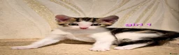 Mixed Breed cats for sale: 8 Adorable Kittens Looking for Their New Homes - Advert 13