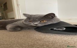 British Shorthair cats for sale: British shorthair  - Image 2