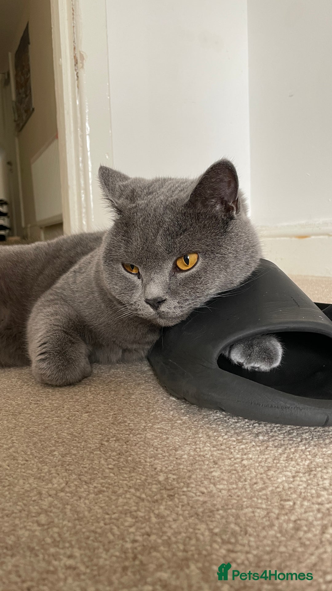 British Shorthair cats for sale: British shorthair  - Image 2