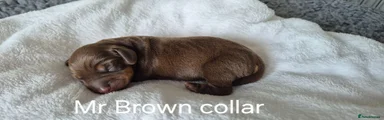 Mr Brown collar Chocolate/Tan