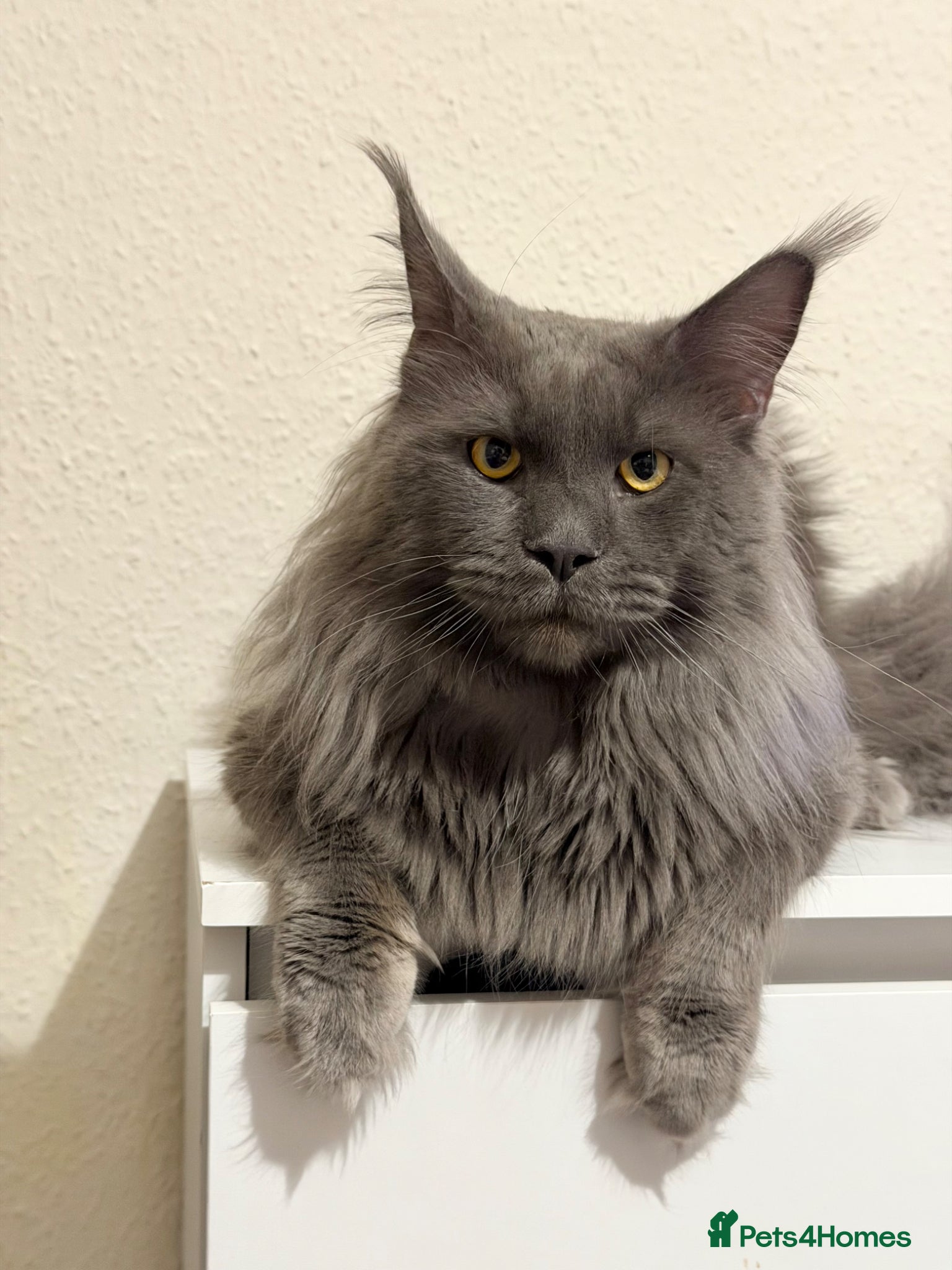 Maine Coon cats Proven Stud - Champion Lines - Blue Smoke - Advert 9