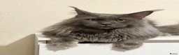 Maine Coon cats for stud: Proven Stud - Champion Lines - Blue Smoke - Advert 1