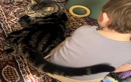Domestic Shorthair cats for sale: Looking for a loving home for our loved male cat. - Image 3