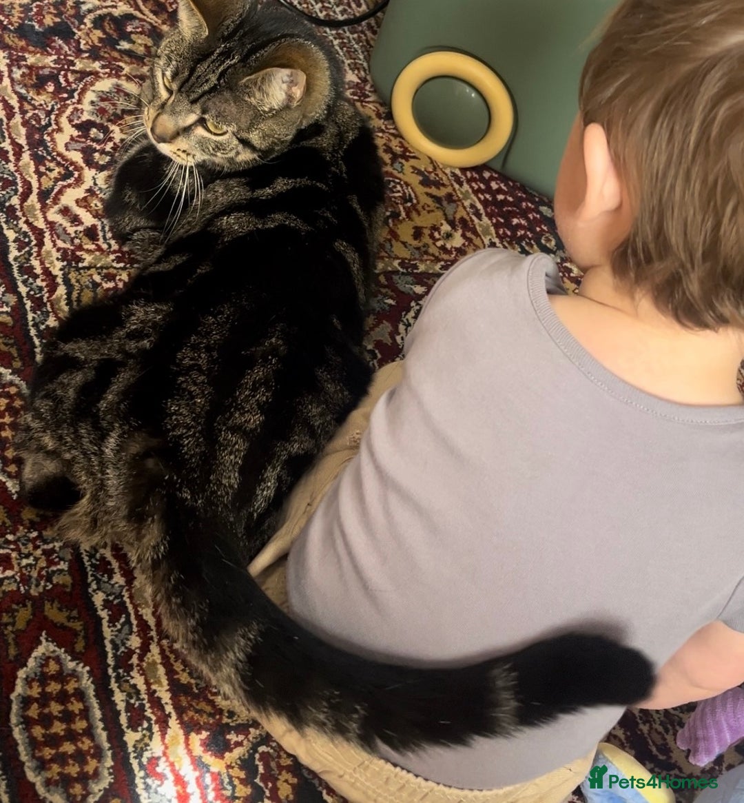 Domestic Shorthair cats for sale: Looking for a loving home for our loved male cat. - Image 3