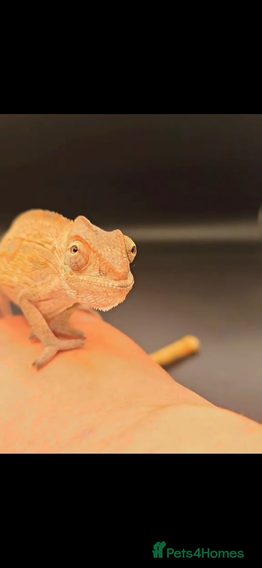 Chameleon reptiles for sale: Female Nosy Faly Chameleon  - Advert 1