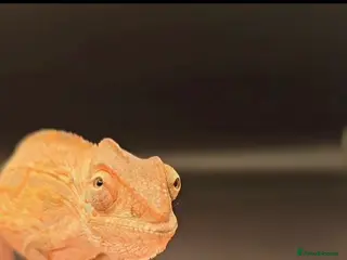 Chameleon reptiles Female Nosy Faly Chameleon - Advert 6