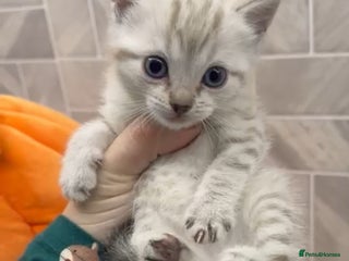 Ragdoll cats BLUE EYED kitten Snow Lynx White Girl Cat - Advert 2