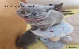 Brazilian Shorthair cats for sale: 🐾Beautiful British Shorthair Kittens 🐾 - Image 18