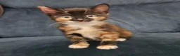 Mixed Breed cats for sale: 2 sweet girls  - Advert 12