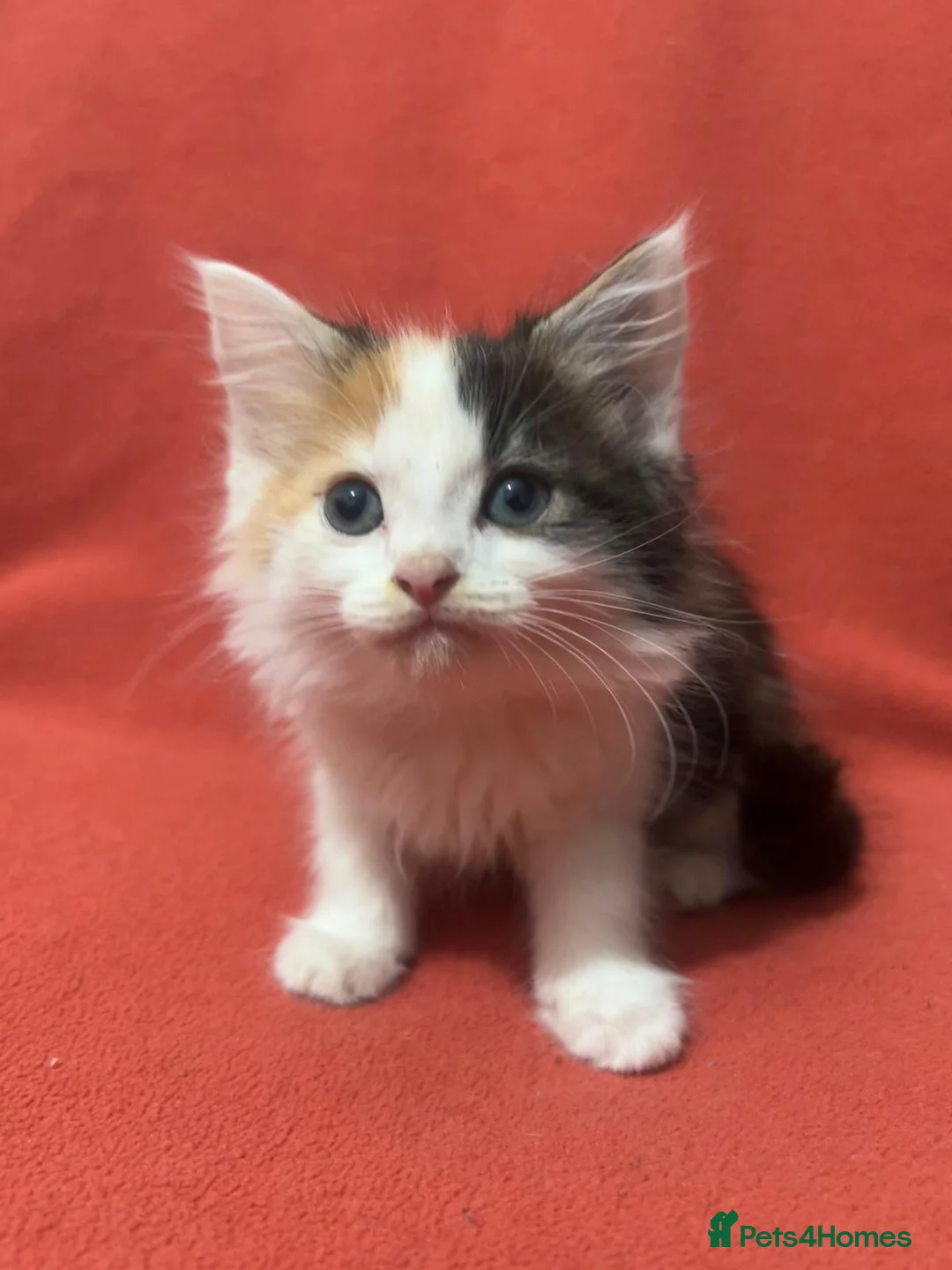 RagaMuffin cats for sale: Kittens for sale  - Advert 12