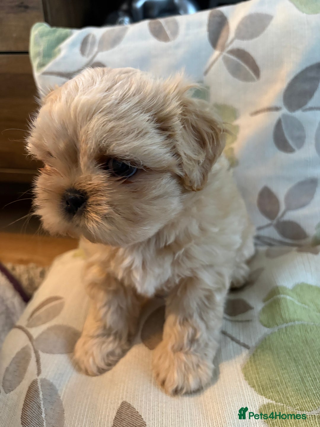 Mixed Breed dogs for sale: Shih Tzu cross - teddy bear puppies - Advert 20