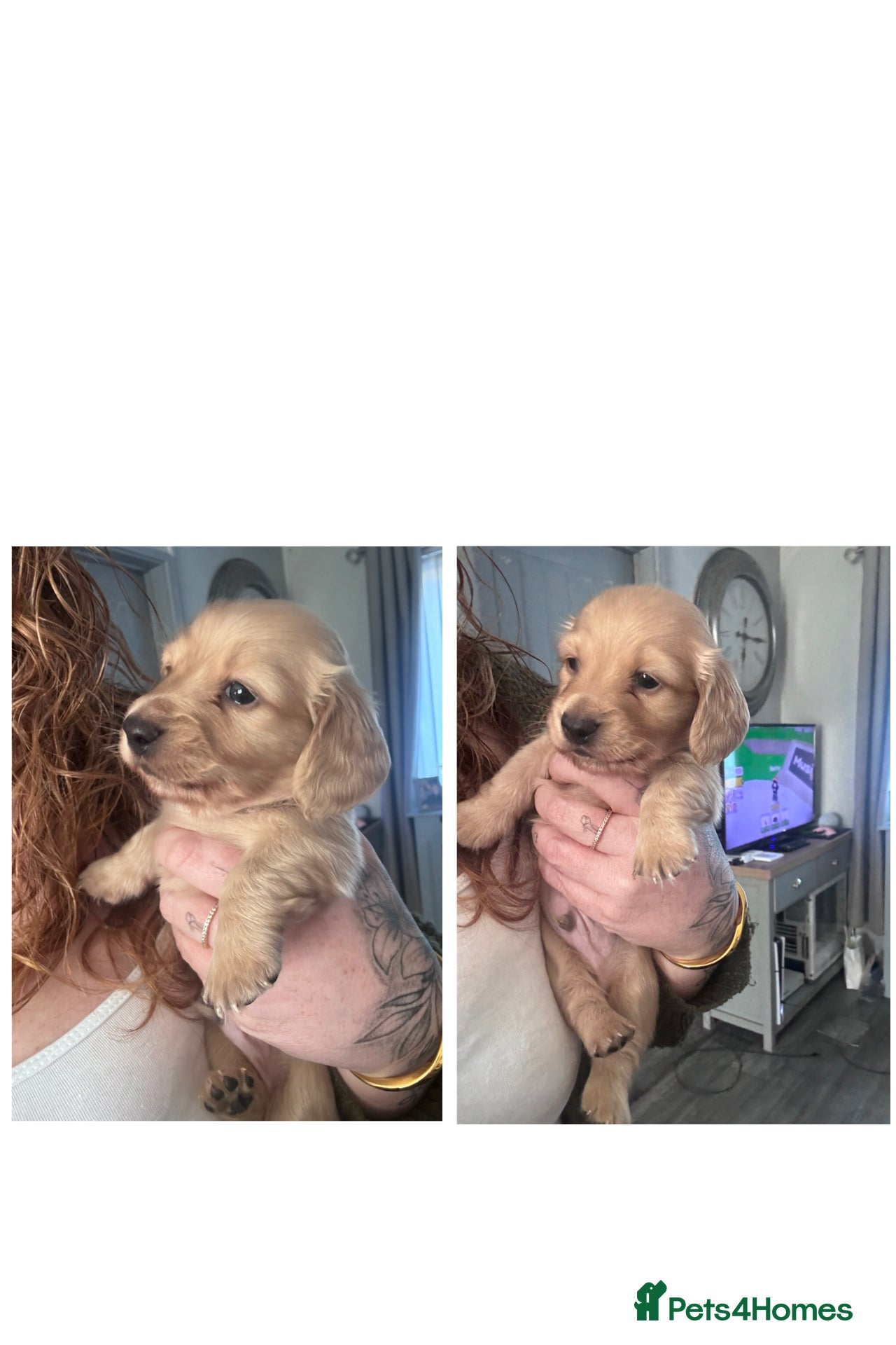 Miniature Dachshund dogs Beautiful cream long haired miniatures - Advert 21