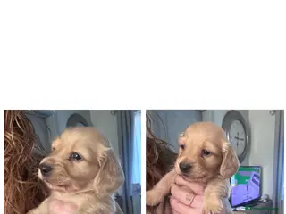 Miniature Dachshund dogs Beautiful cream long haired miniatures - Advert 21