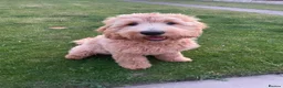 Double Doodle dogs for sale: Health and DNA tested Double Doodles - Advert 20