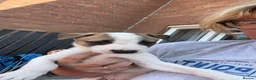 Lurcher dogs for sale: Lurcher puppies  in Newport - Advert 5