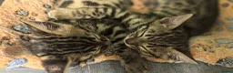 Bengal cats for sale: Bengal boys  - Advert 10