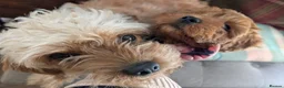 Cavapoo dogs for sale: ❤️ Ruby Red F1b Miniature Cavapoo Teddy Bear  ❤️  - Advert 33