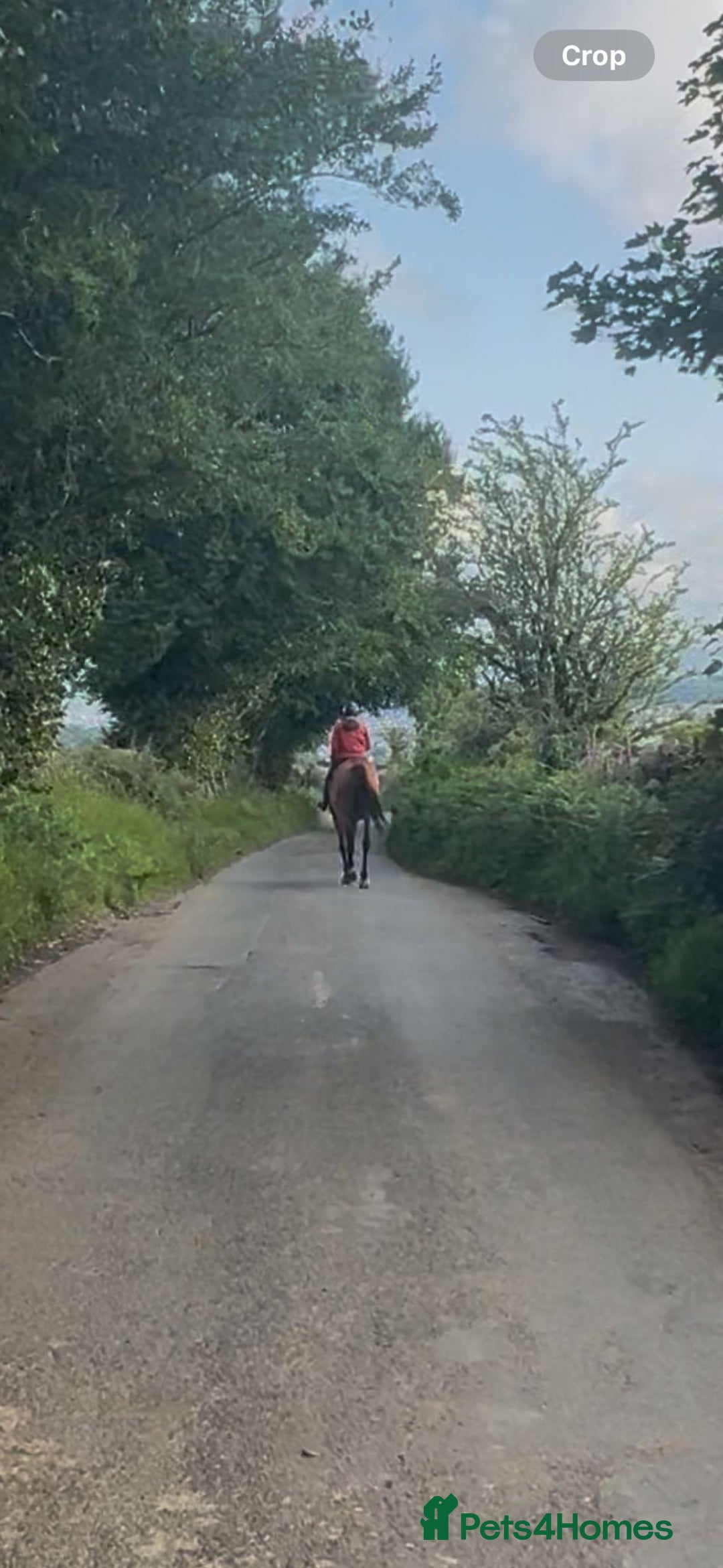 Irish Thoroughbred horses for sale: Super 9yr old  - Advert 6