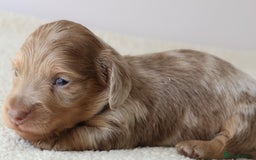 Miniature Dachshund dogs for sale: 5StarsLicensed+LongHaired+KC+PRAClear+VetChecked - Image 6