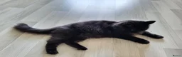 Mixed Breed cats for sale: Gorgeous fluffy black Queen! - Advert 5