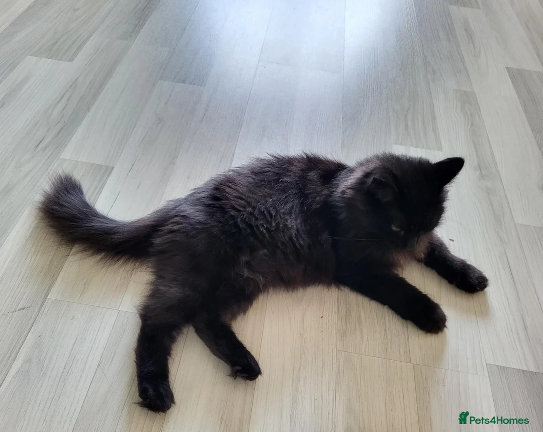 Mixed Breed cats for sale: Gorgeous fluffy black Queen! - Advert 5