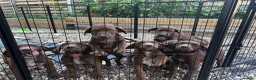German Shorthaired Pointer dogs for sale: German pointer pups - Advert 9